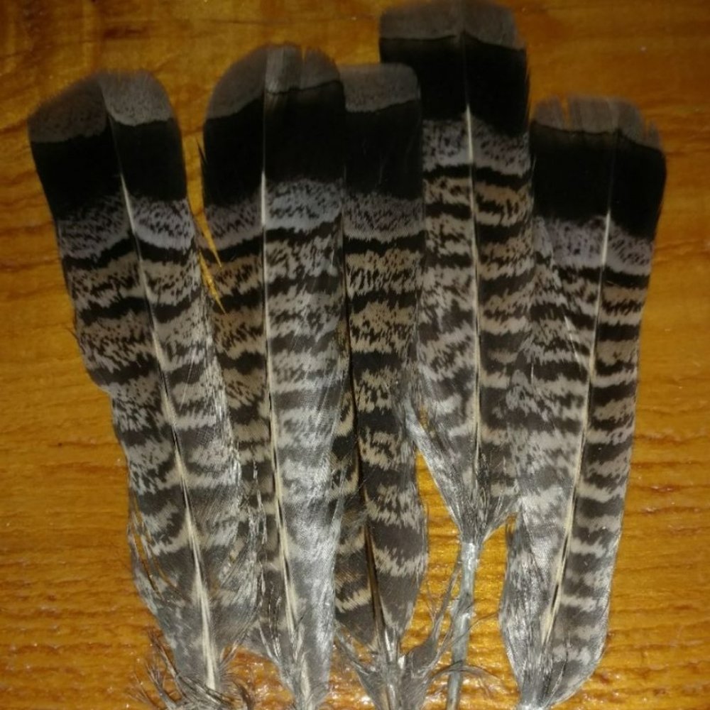 Partridge tail feathers
